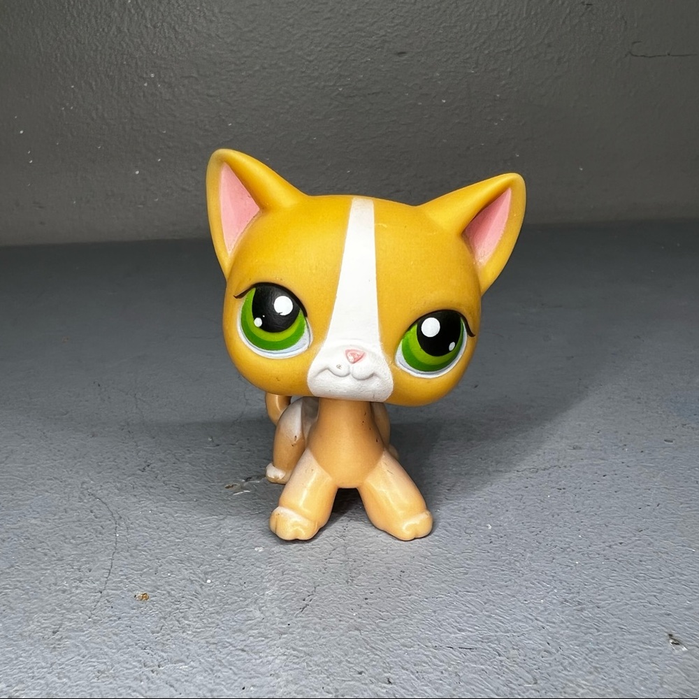 lps shorthair cat